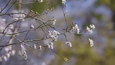春天桃花樱花粉色治愈春风视频的预览图